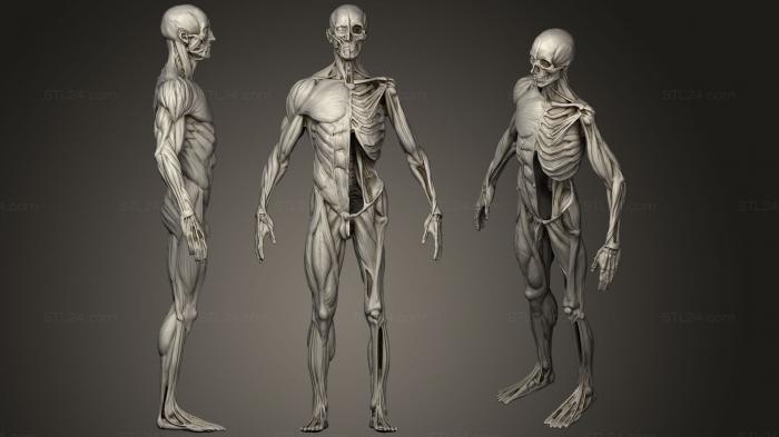 Анатомия скелеты и черепа (Мускулистый Мужчина 23, ANTM_1269) 3D модель для ЧПУ станка